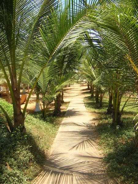 palm-tree-path.jpg