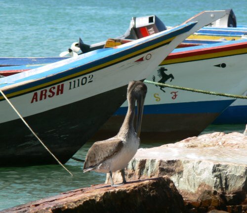 pelican-with-boats.jpg